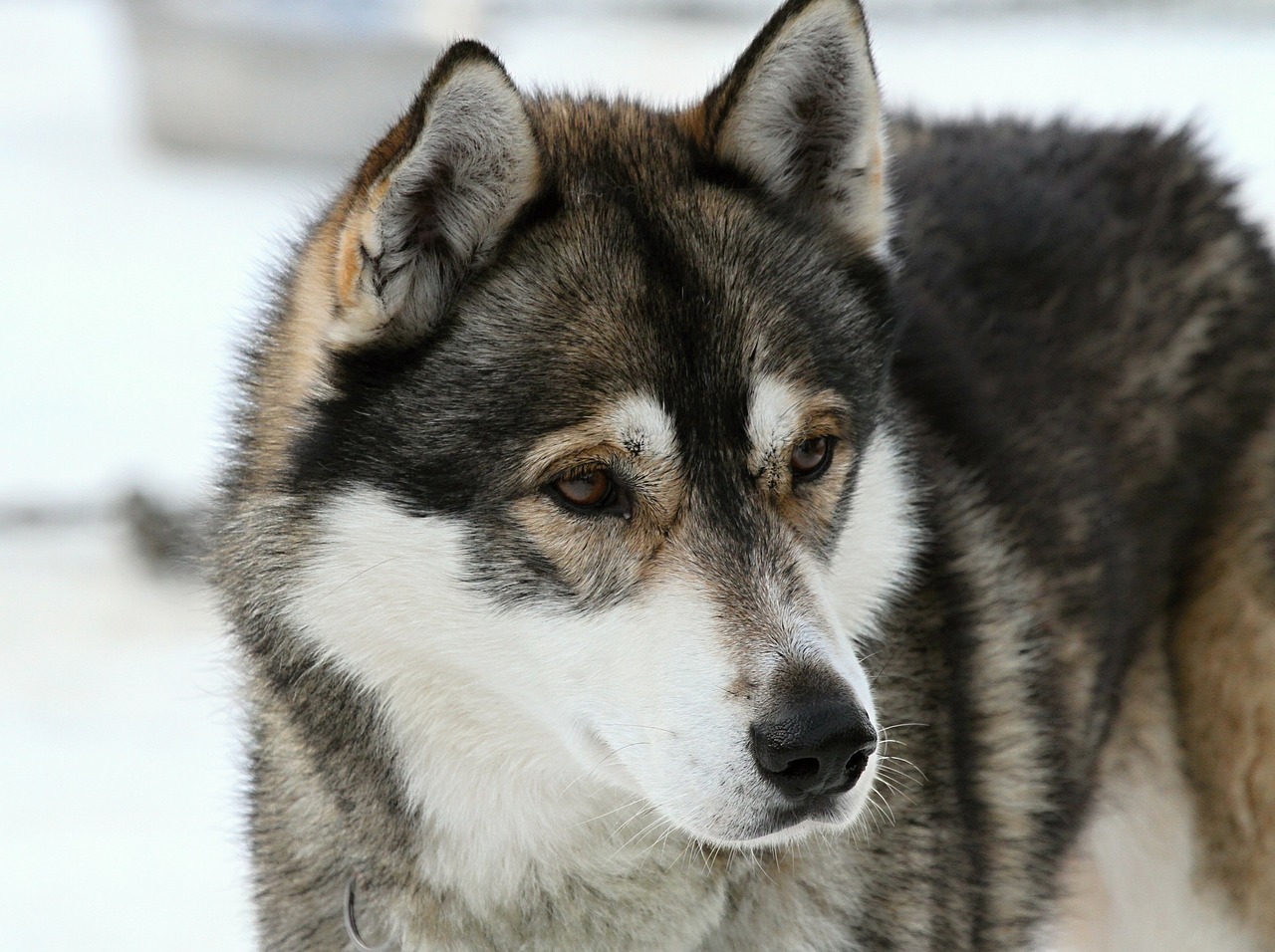 Image - husky dog face fur animal