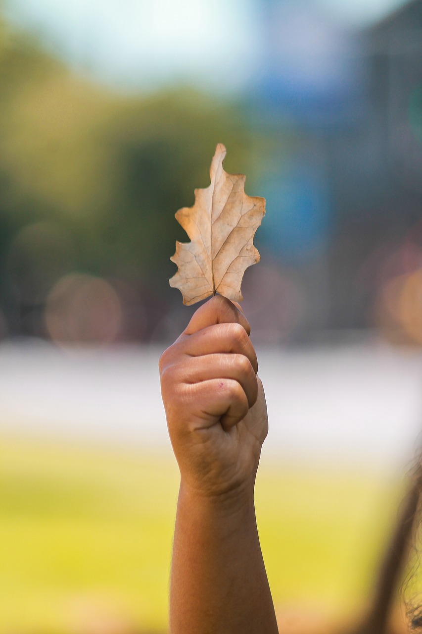 Image - leaf yellow autumn nature dry leaf