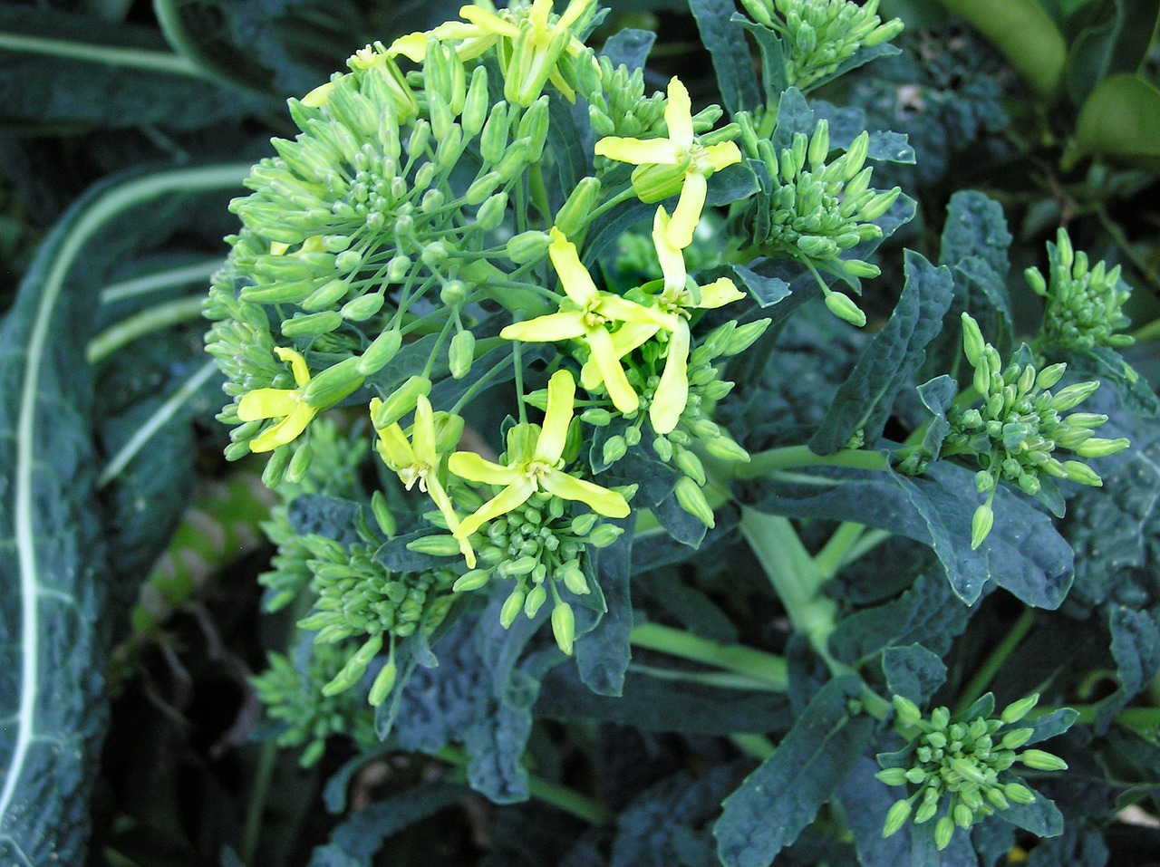 Image - kale vegetable flowering buds