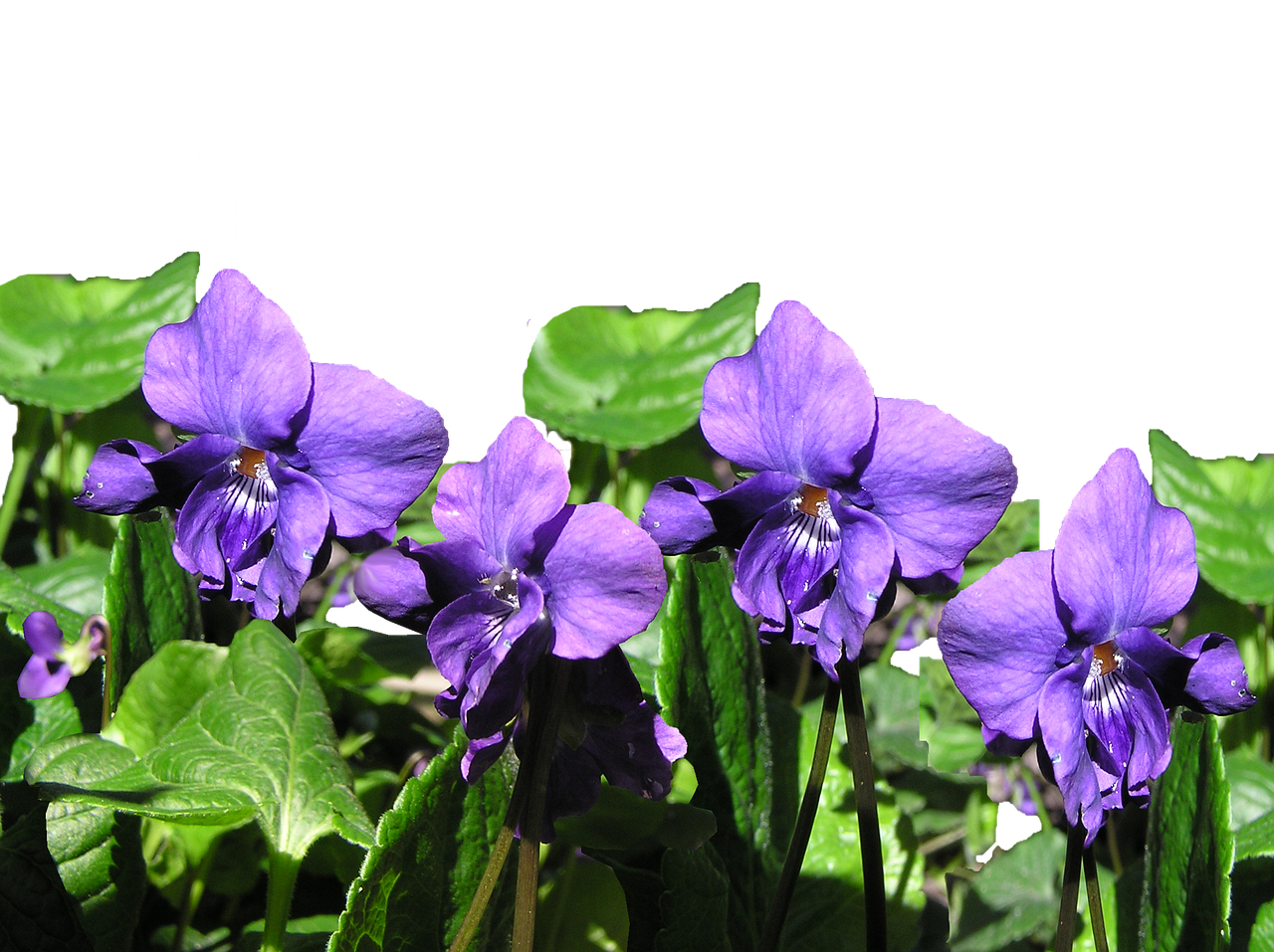 Image - violet flowers plant cut out