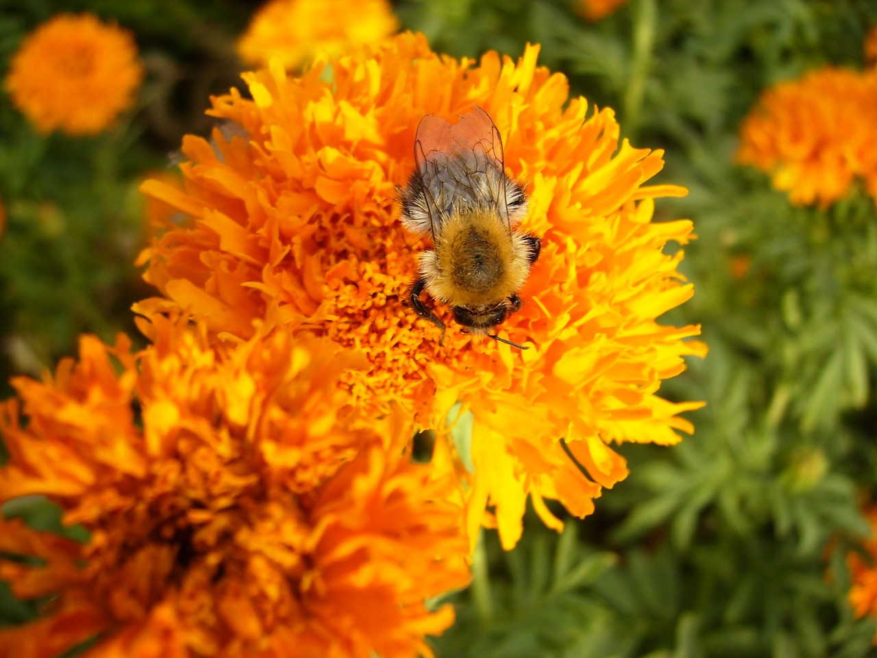 Image - bee on flower bee orange flower