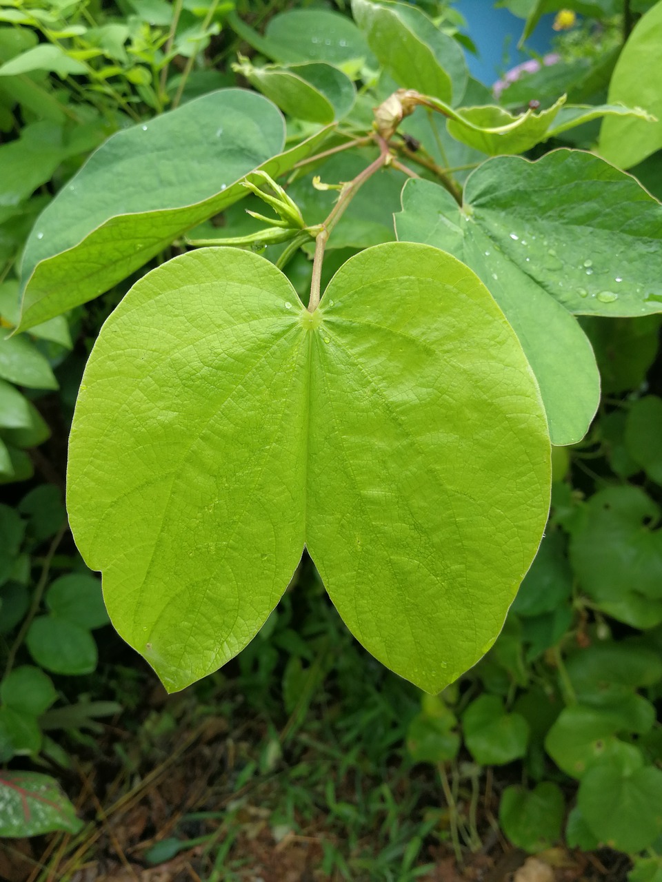 Image - autumn leaves green blade nature