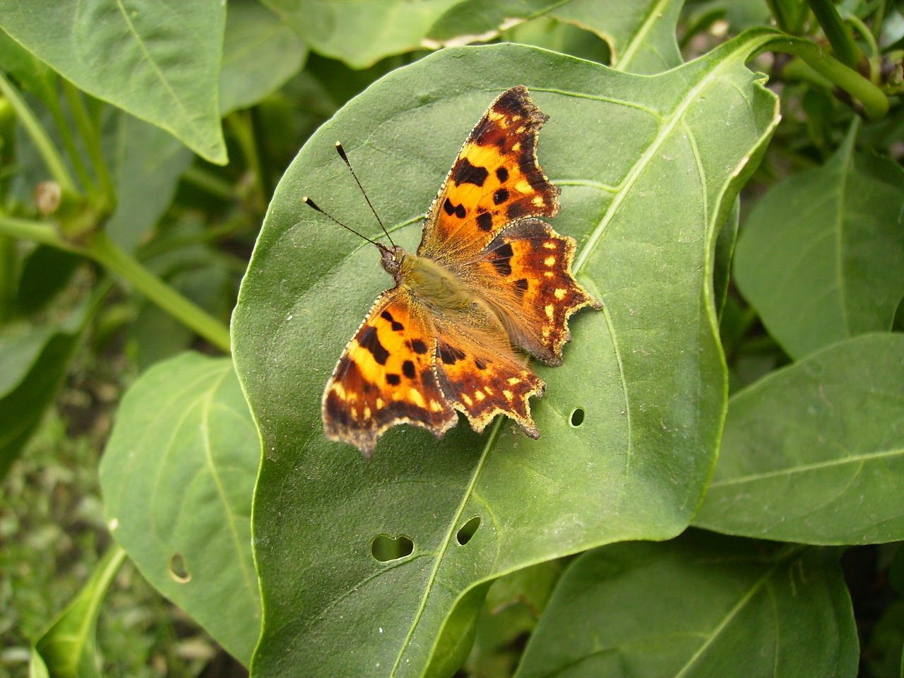 Image - butterfly on leaf butterfly