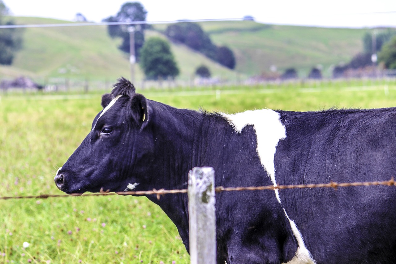 Image - new zealand landscape cow farm