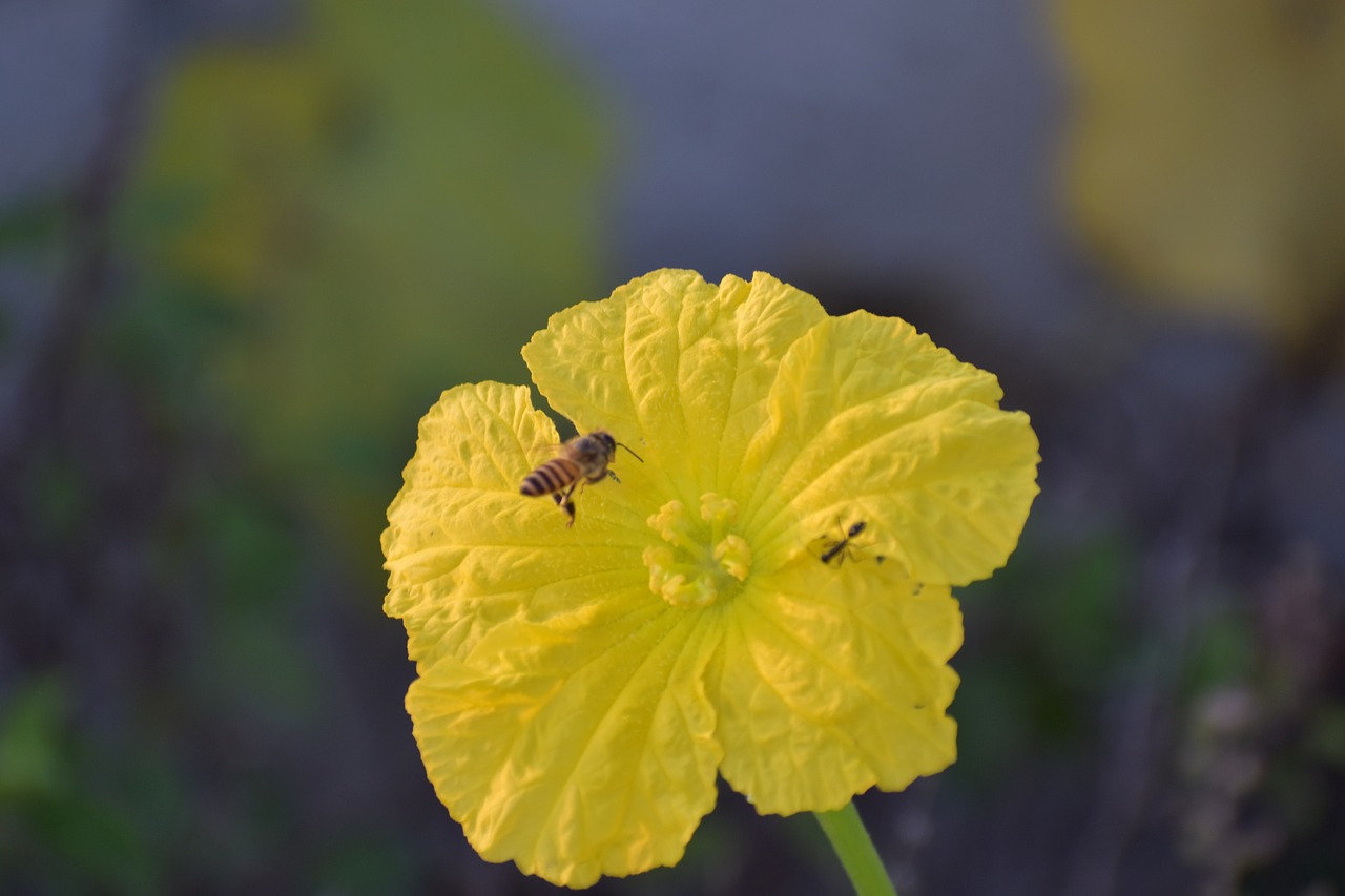 Image - ridge gourd flower yellow flower