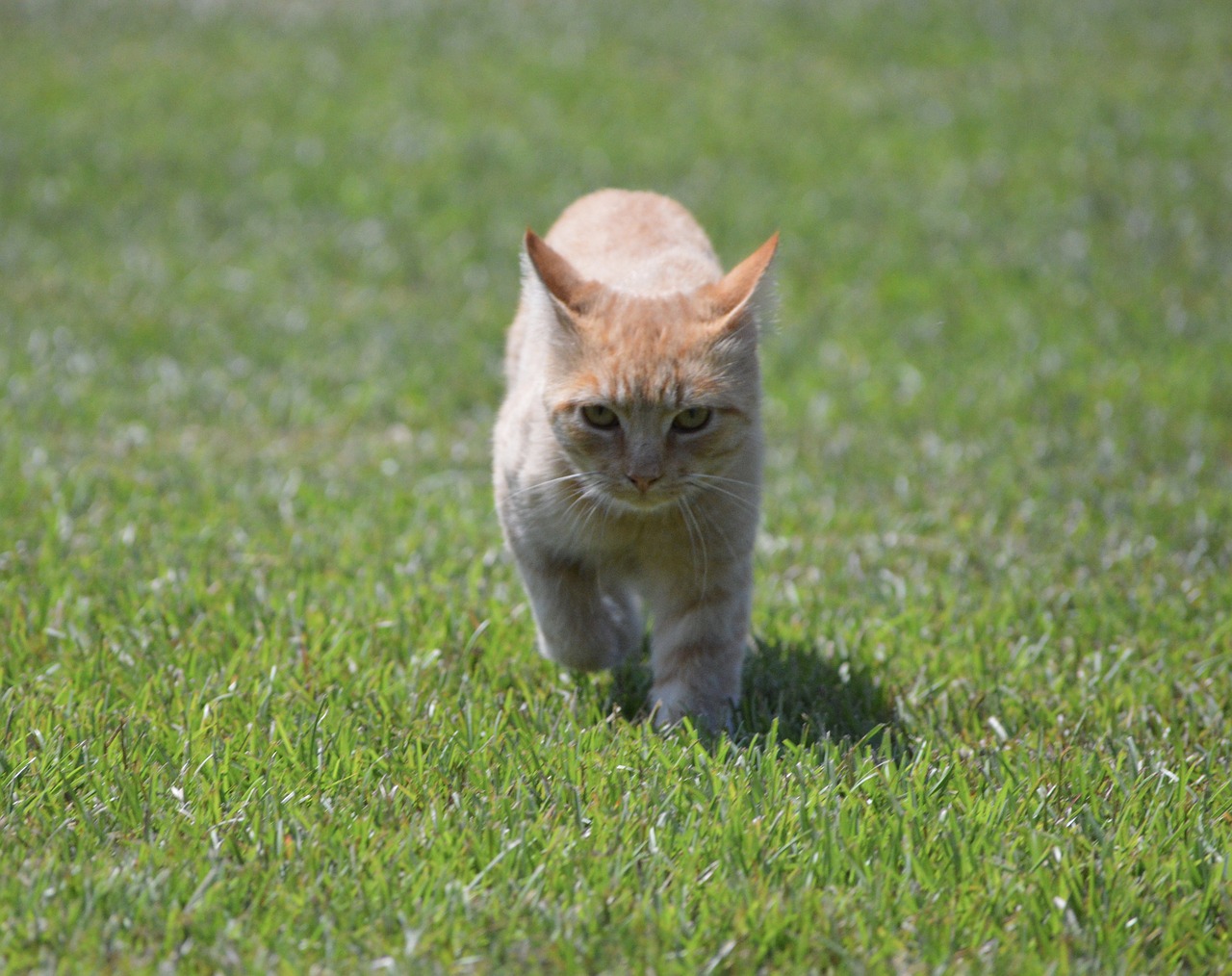 Image - harry cat orange tabby grass