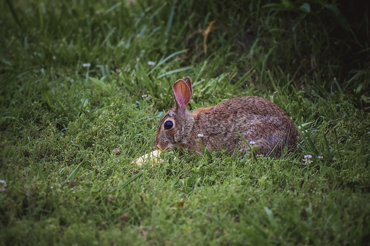 Image - bunny rabbit mammal animal easter