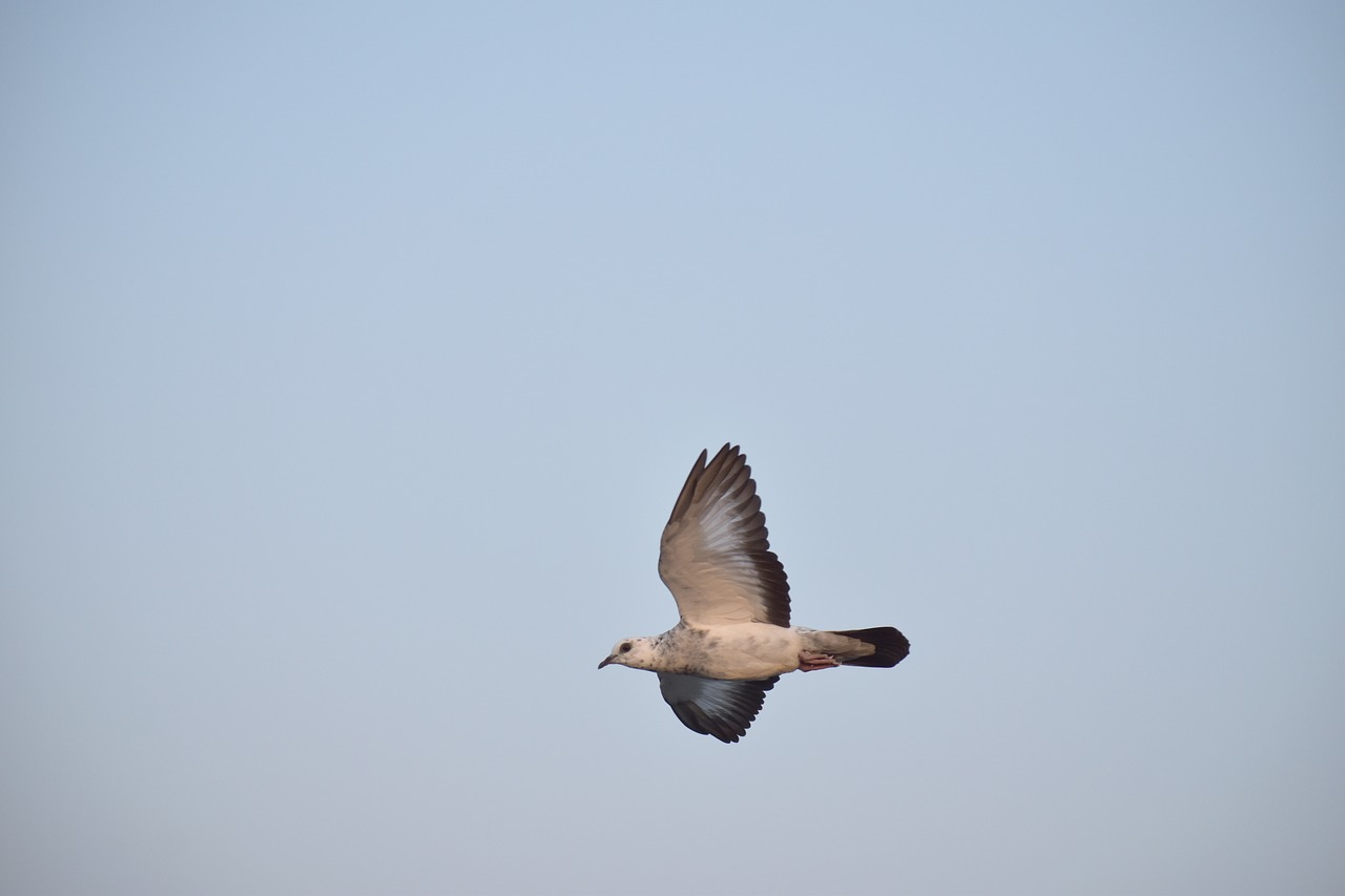 Image - white pigeon spotted pigeon bird