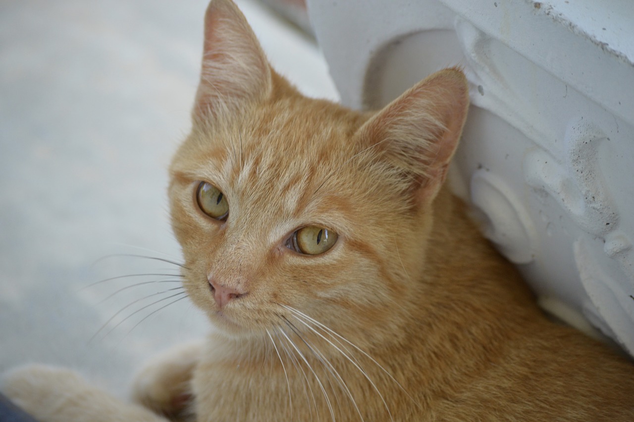 Image - cat kitten feline ginger furry