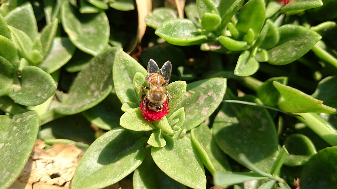 Image - bee nature beauty field prairie