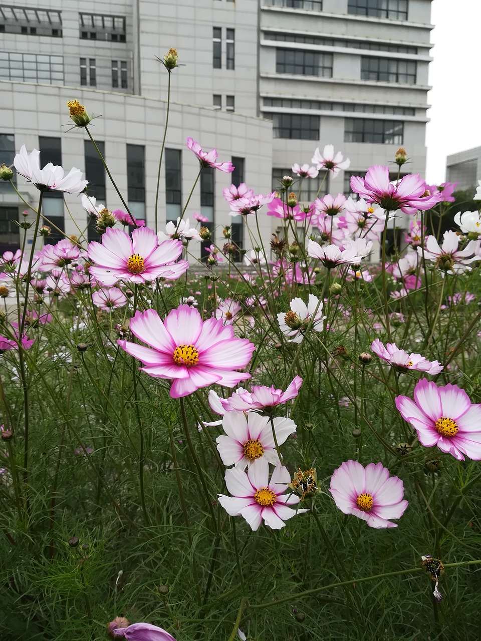 Image - flower sea of flowers campus cosmos