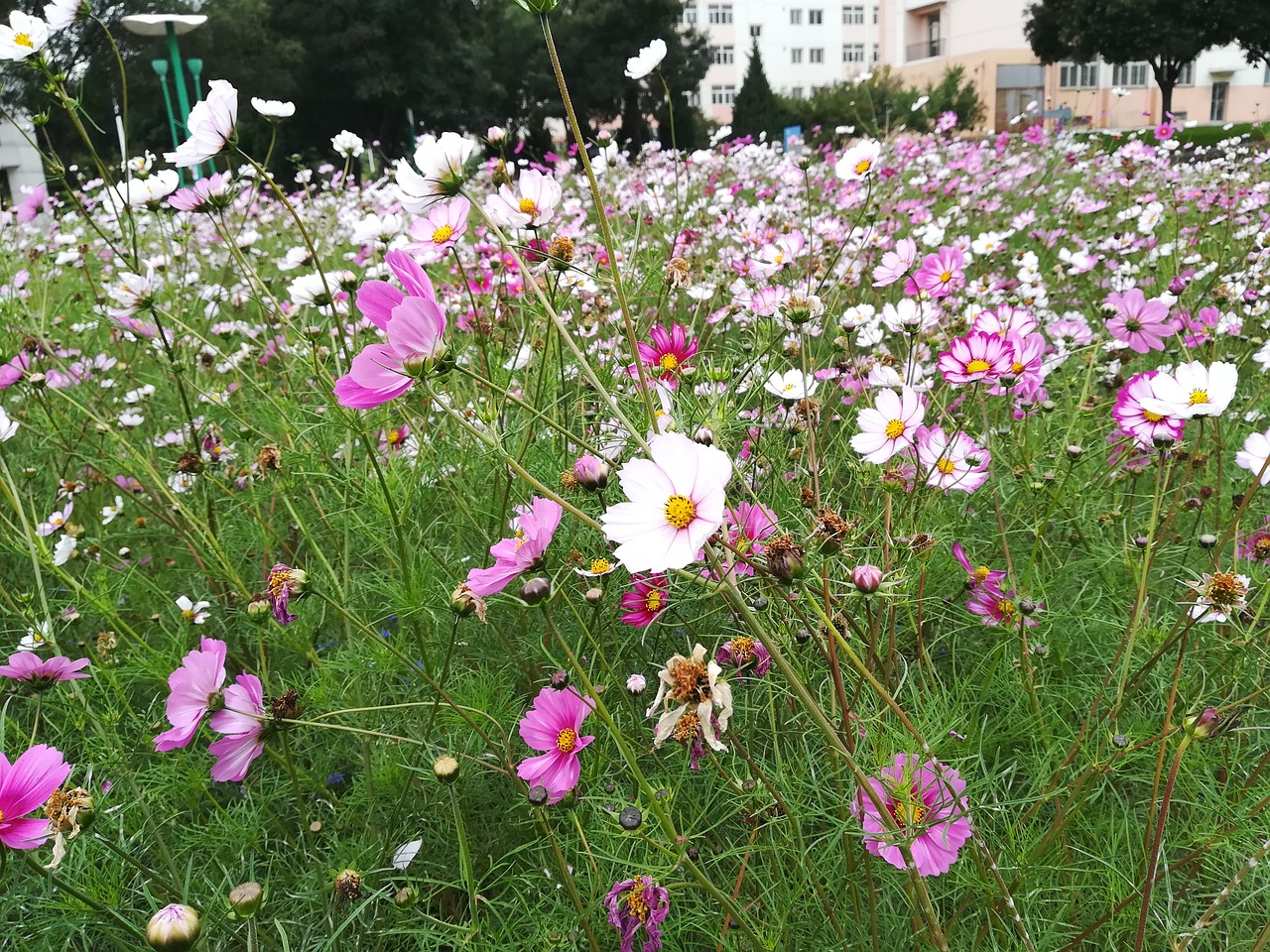 Image - flower sea of flowers campus cosmos