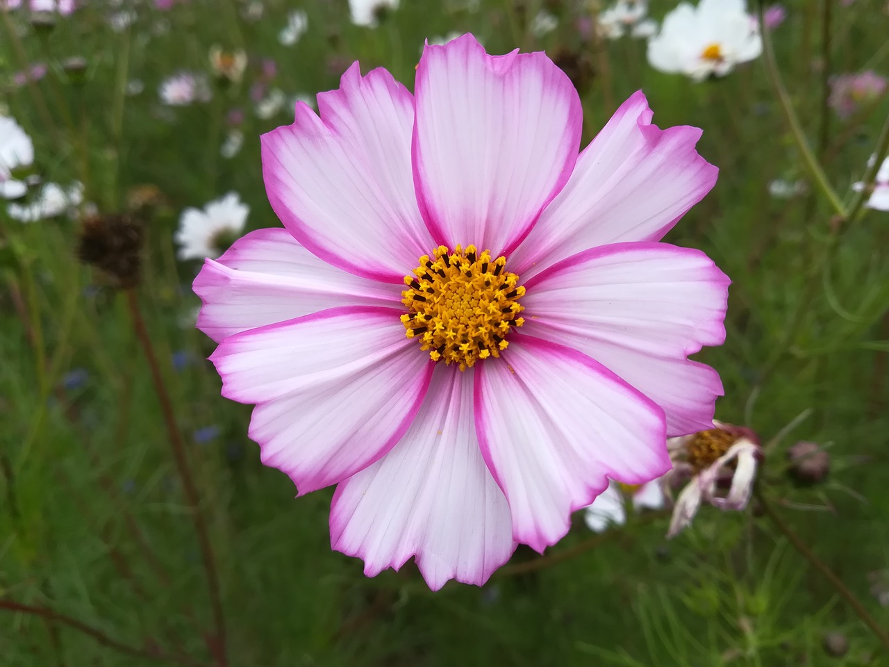 Image - flower sea of flowers campus cosmos