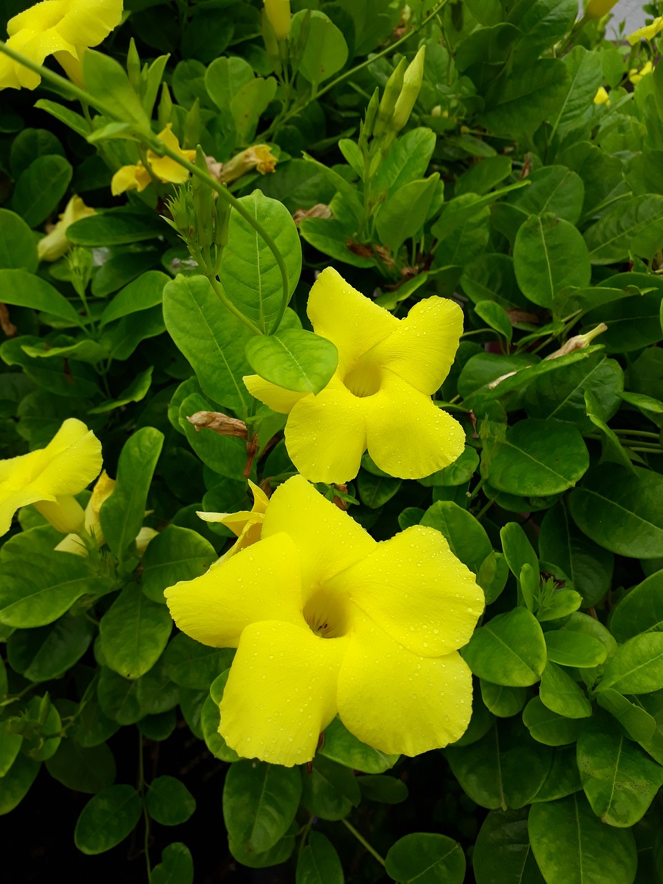 Image - flowers nature scene water sun