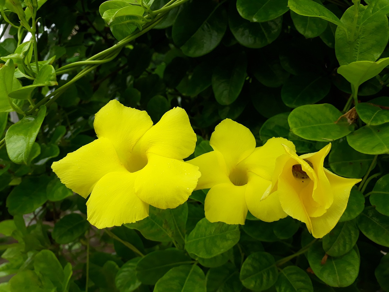 Image - flowers nature scene water sun