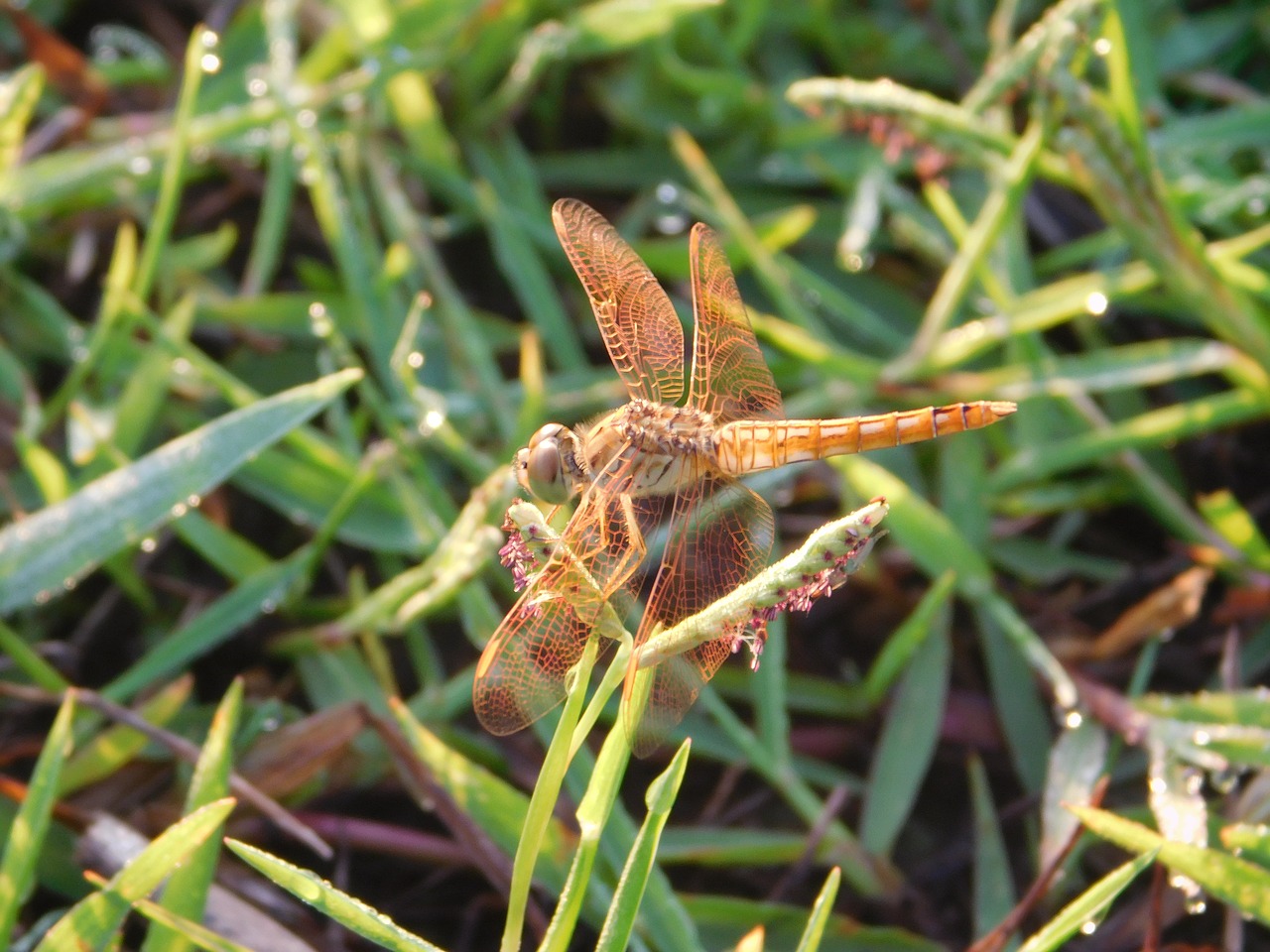 Image - flying inset grass