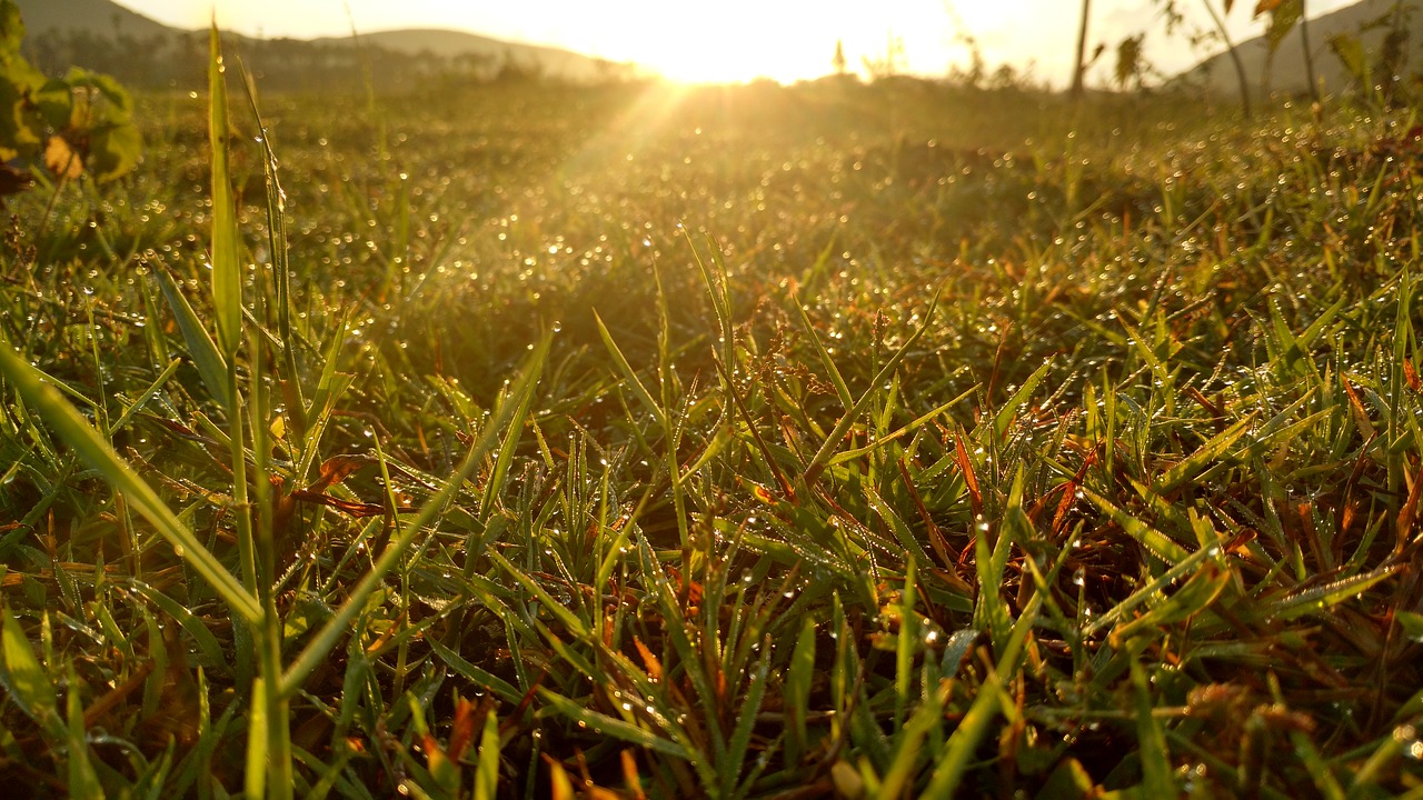 Image - grass sunrise water drops