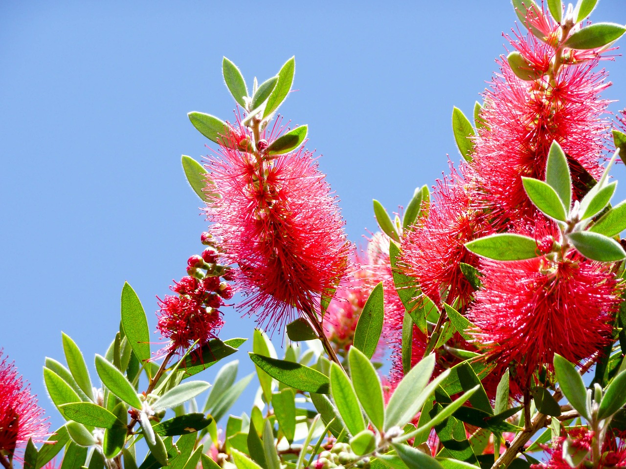 Image - callistemon australian bottlebrush