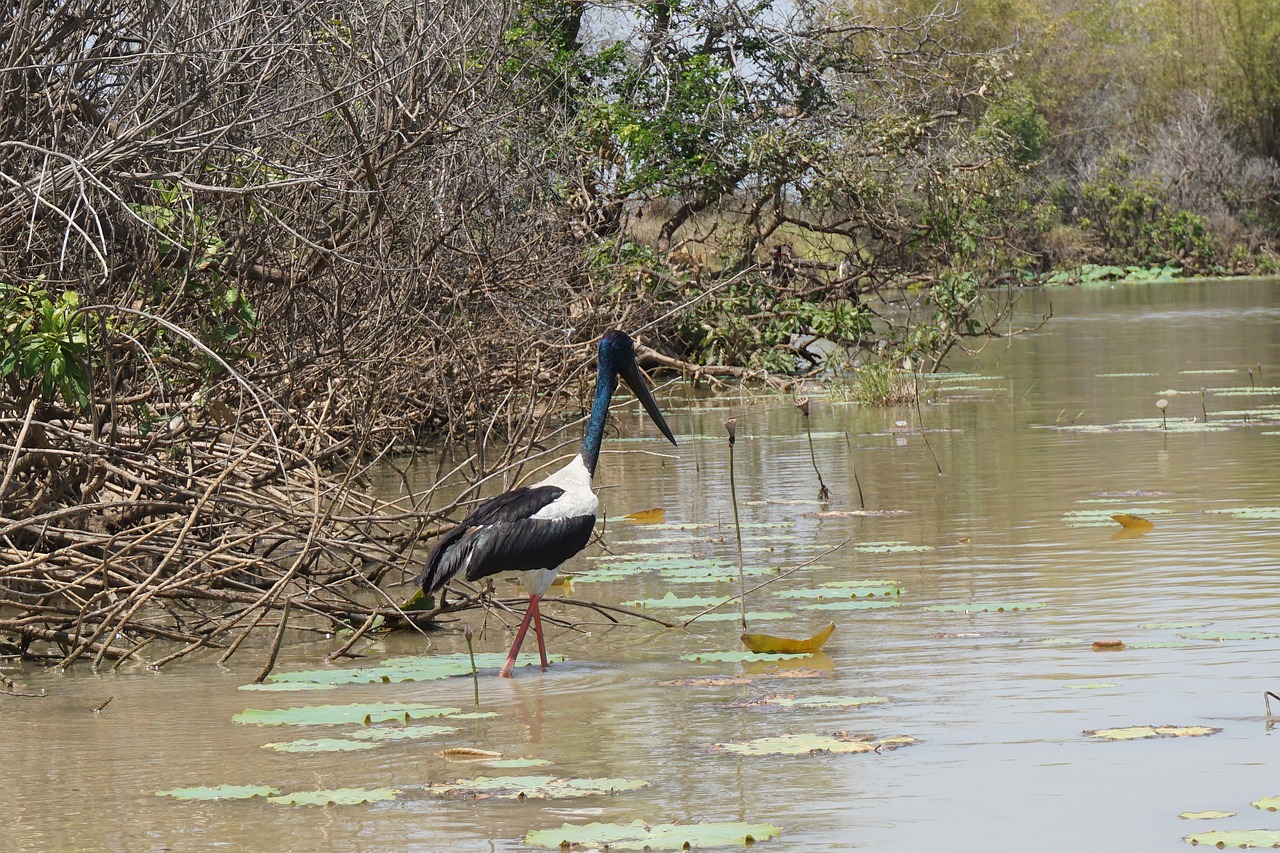 Image - jabiru stork bird wildlife