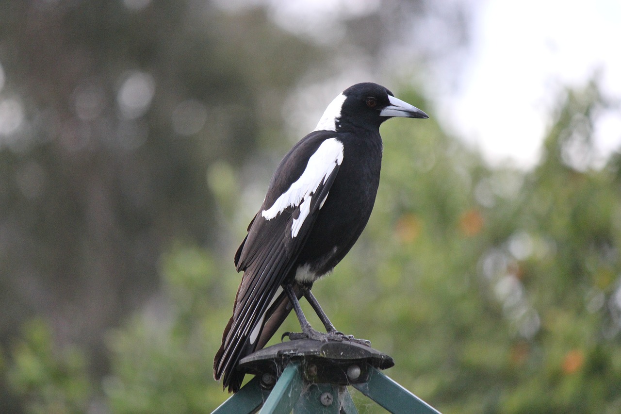 Image - australian magpie bird nature