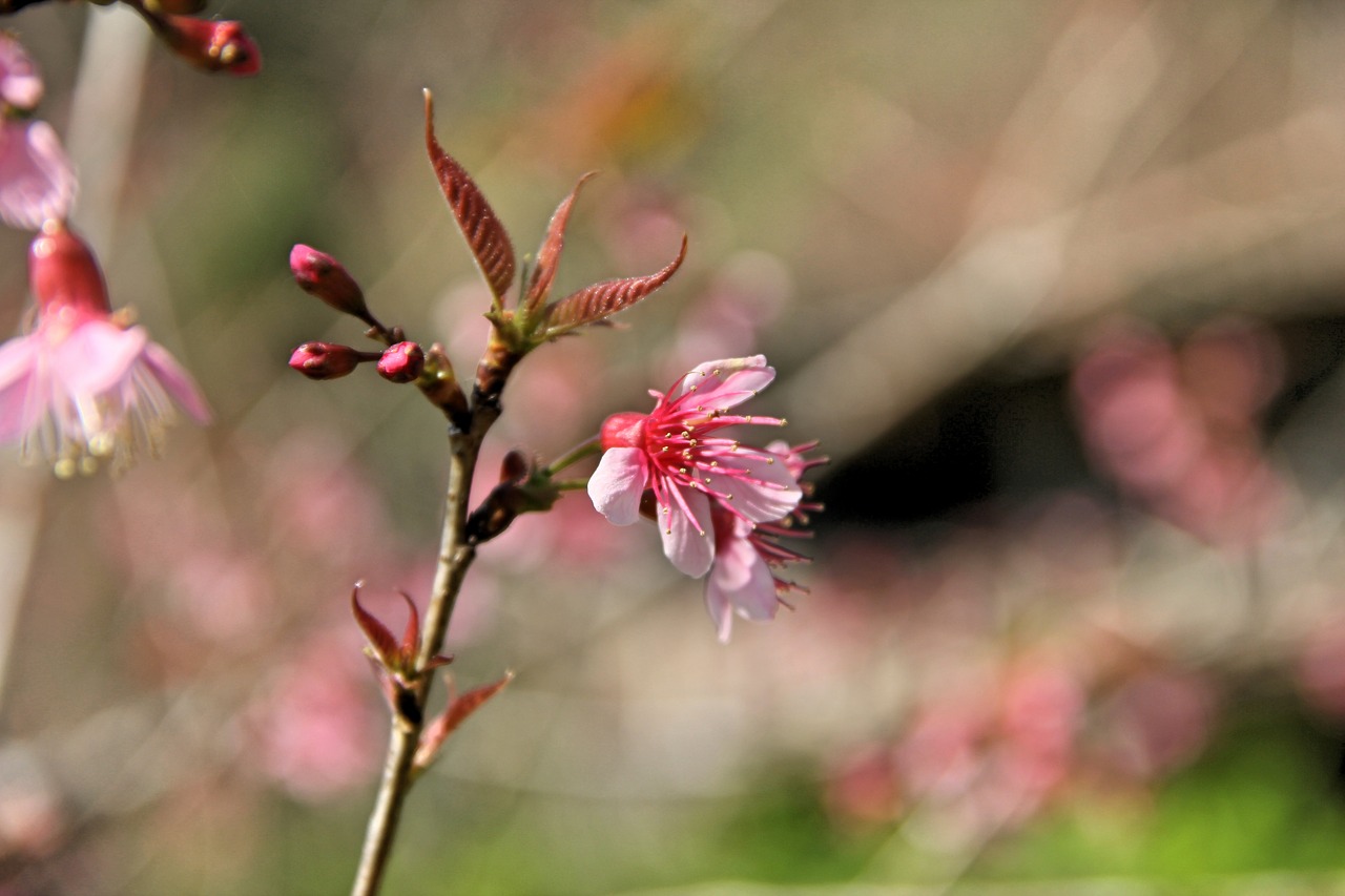 Image - muangthai cherry thailand