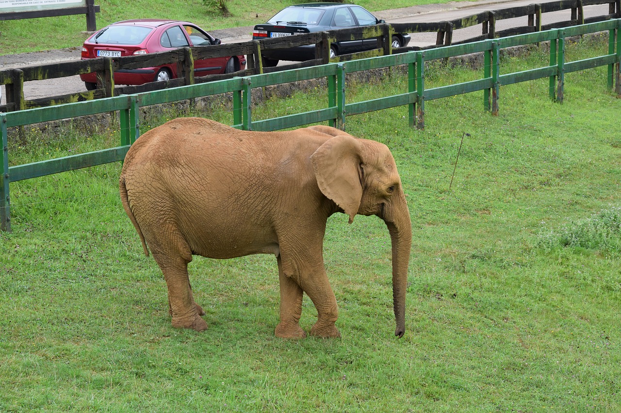 Image - animals elephant zoo cabarceno