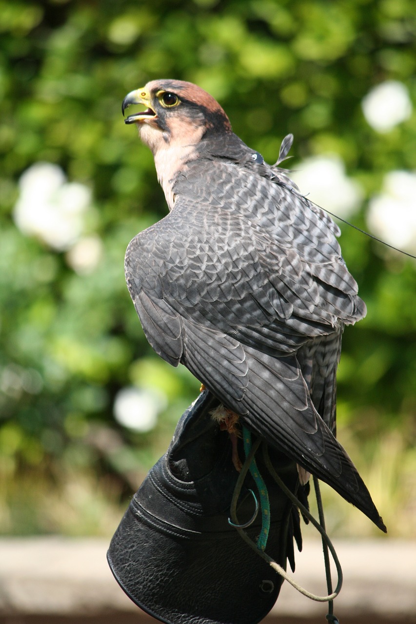 Image - animal bird prey falcon kestrel