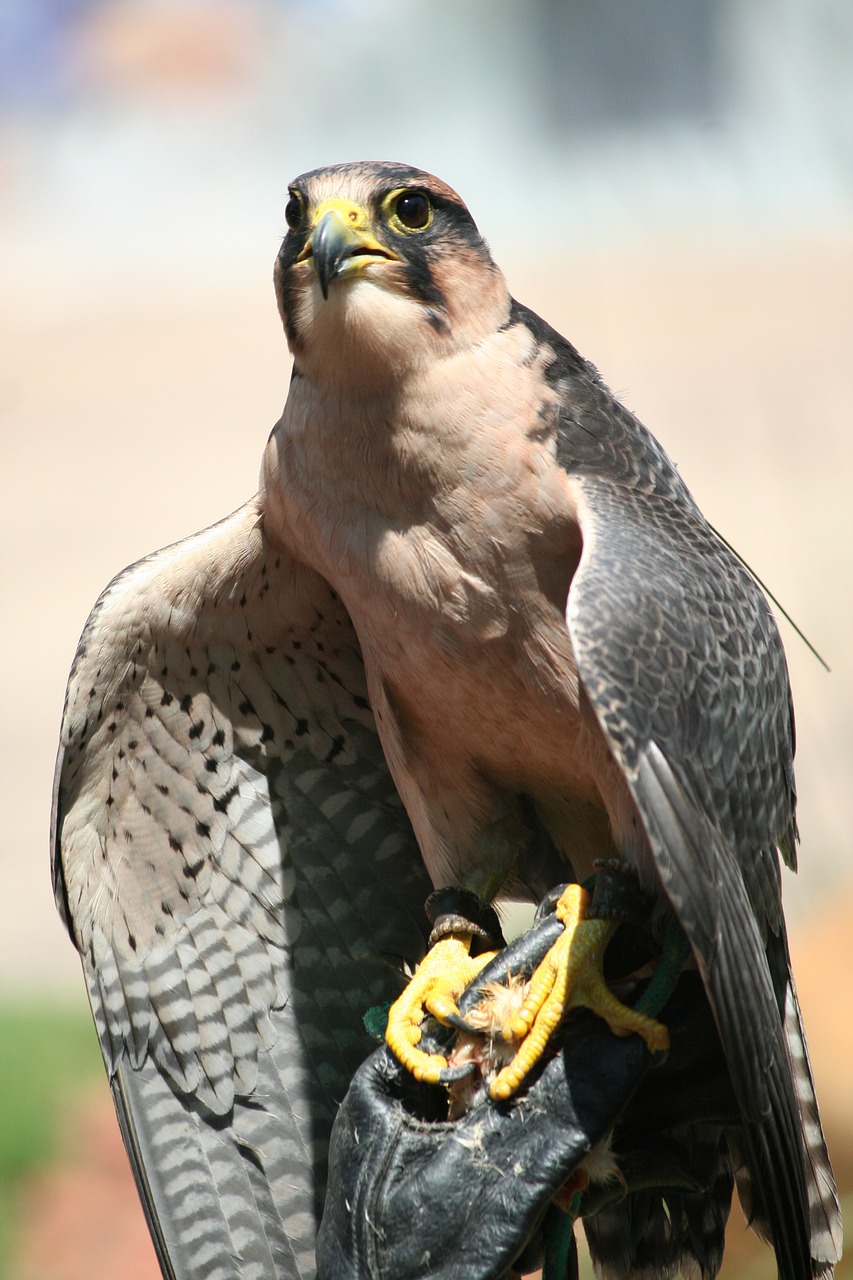 Image - animal bird prey falcon kestrel