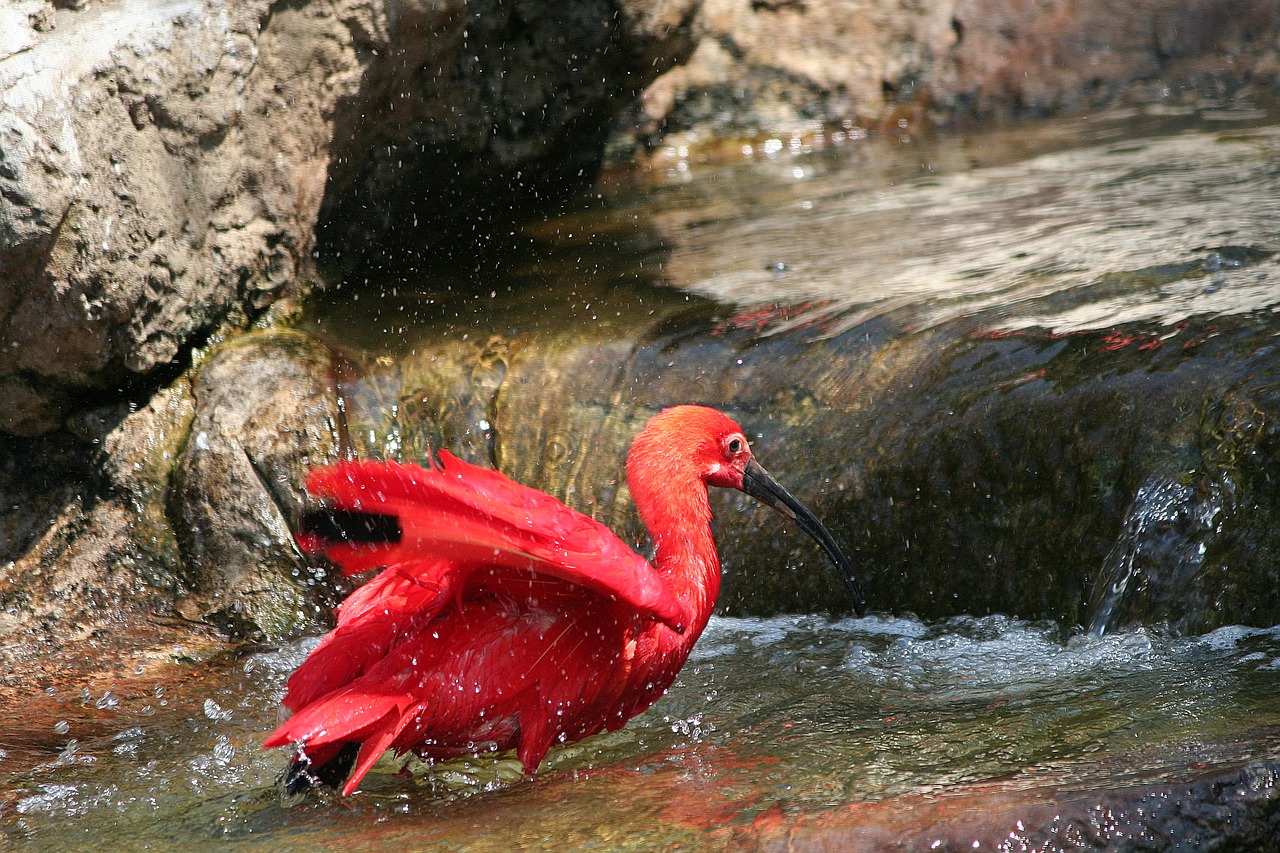 Image - animal bird scarlet ibis red