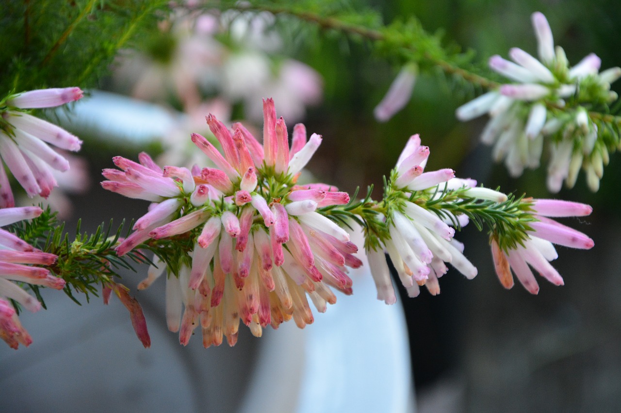 Image - flower érica verticillata pretty