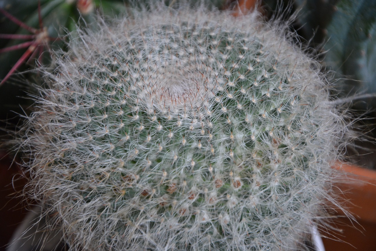 Image - cactus plant spicy thorns plant