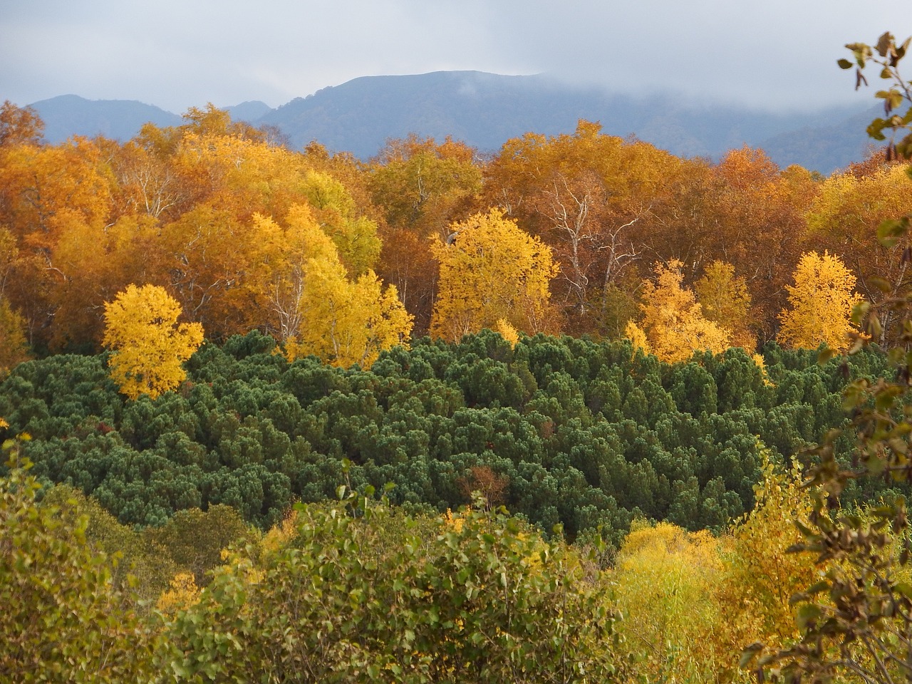 Image - autumn forest mountains fall colors