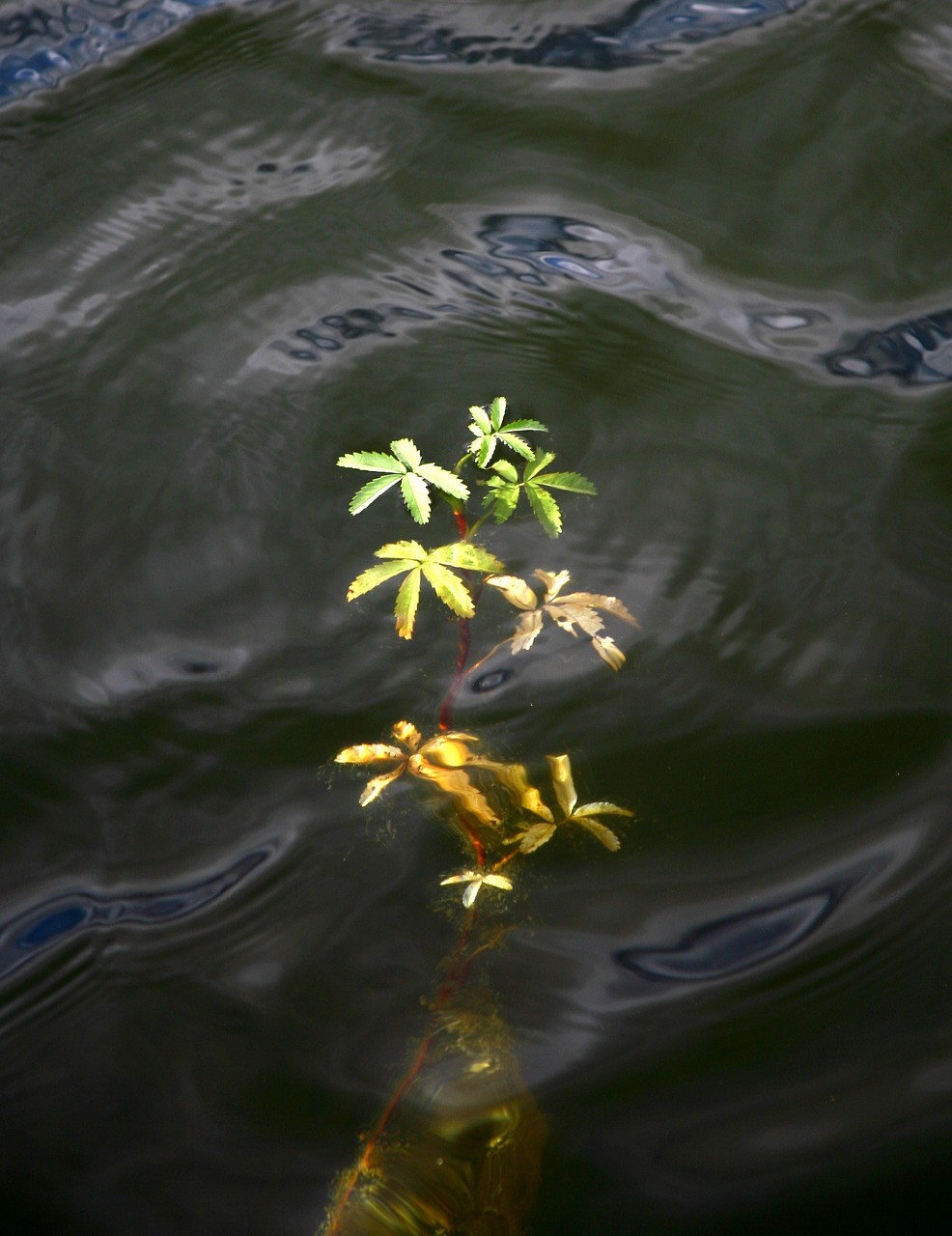 Image - autumn foliage weed water plant