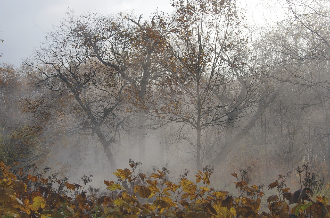 Image - late autumn fallen leaves bare trees