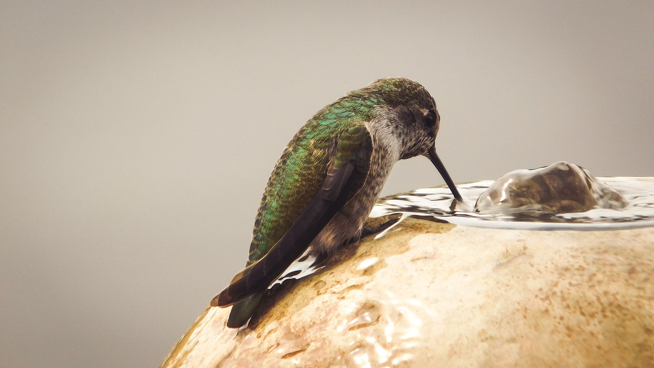 Image - nature humming bird animal