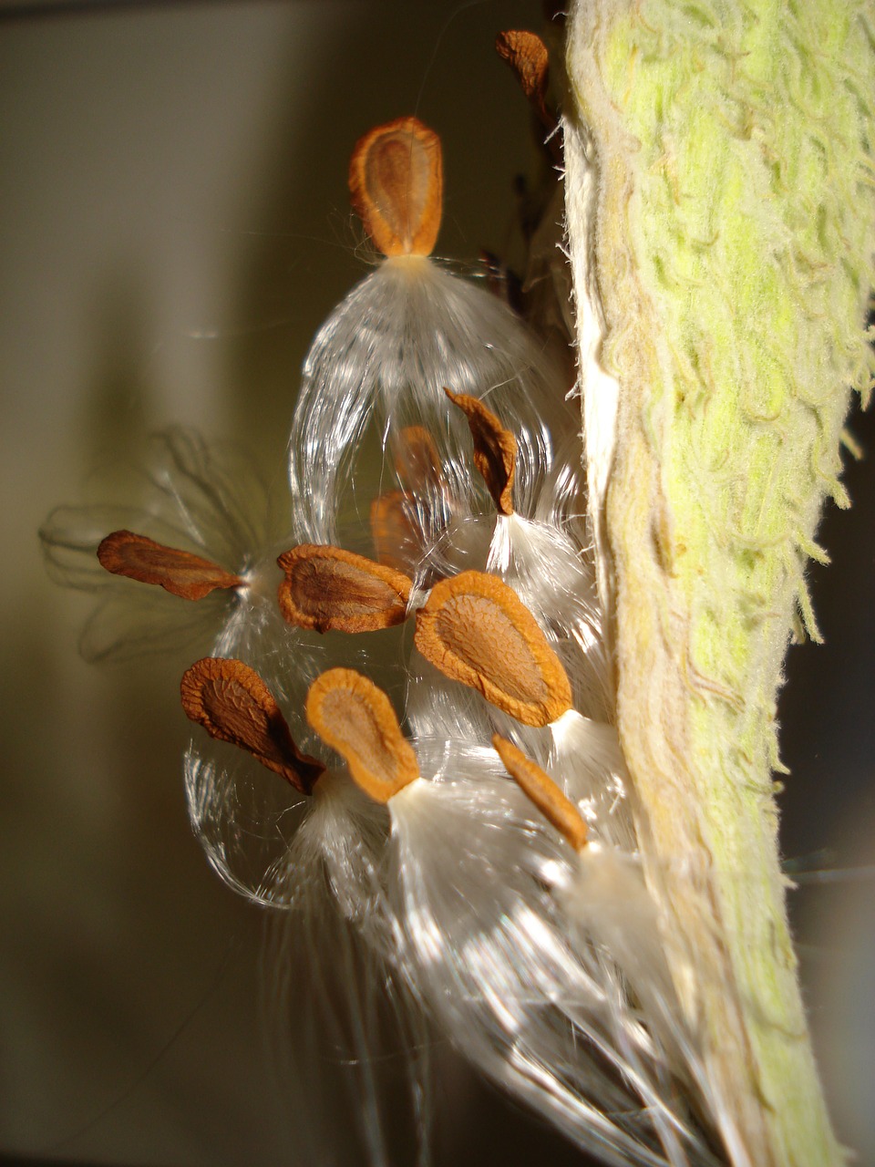 Image - ascelepias cornuti grass parakeets