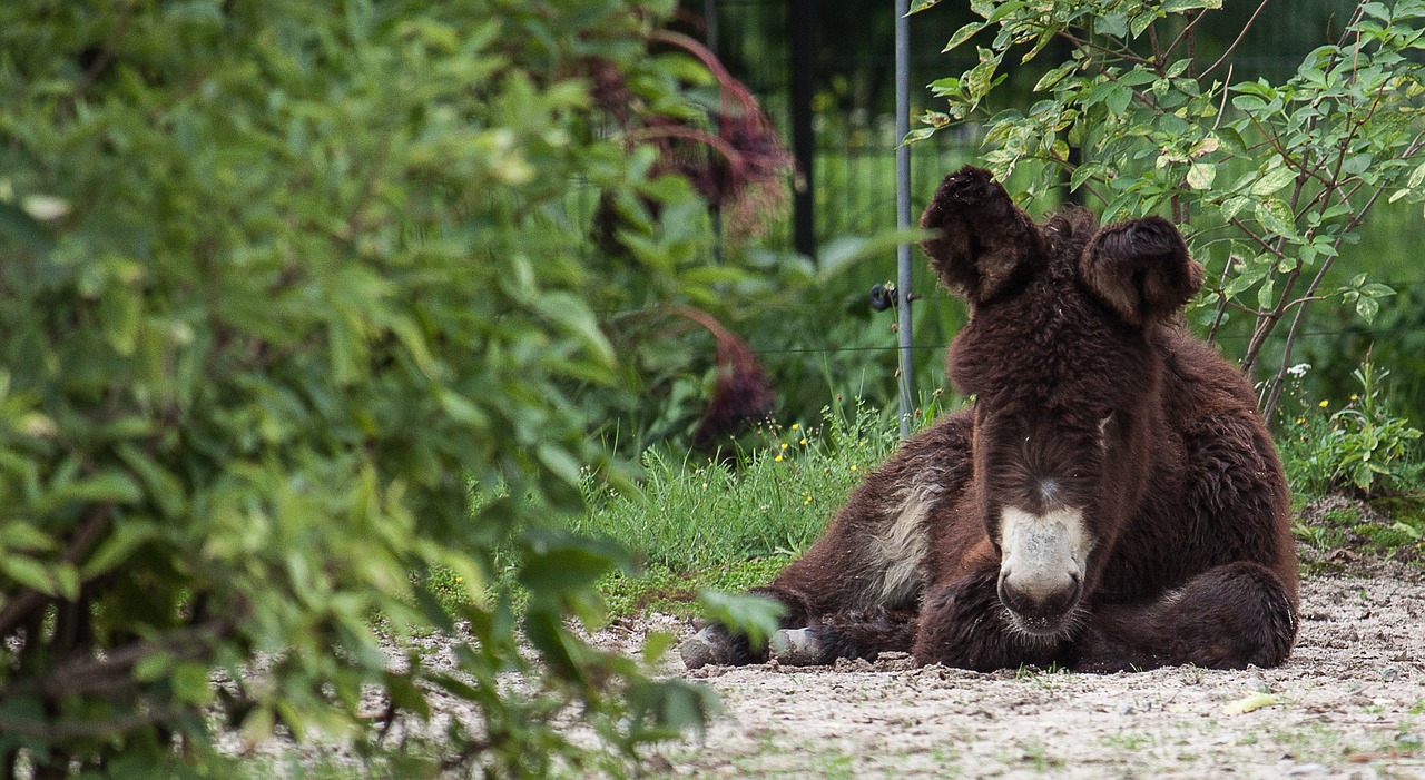 Image - donkey beast of burden mule