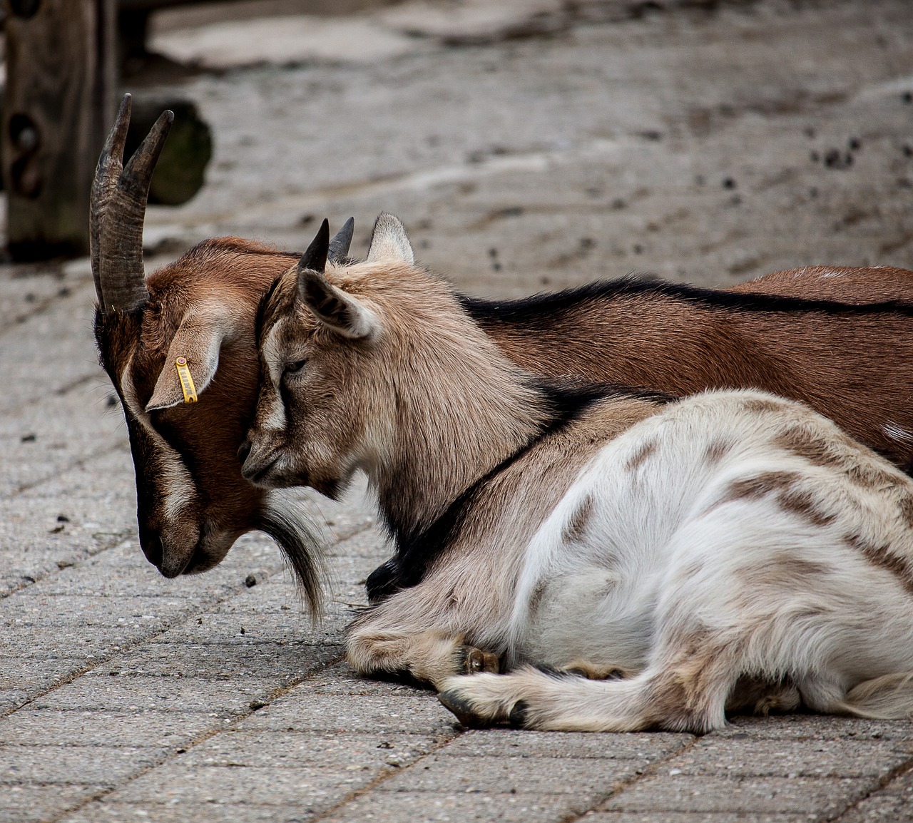 Image - goats sitting kuschelnd animal