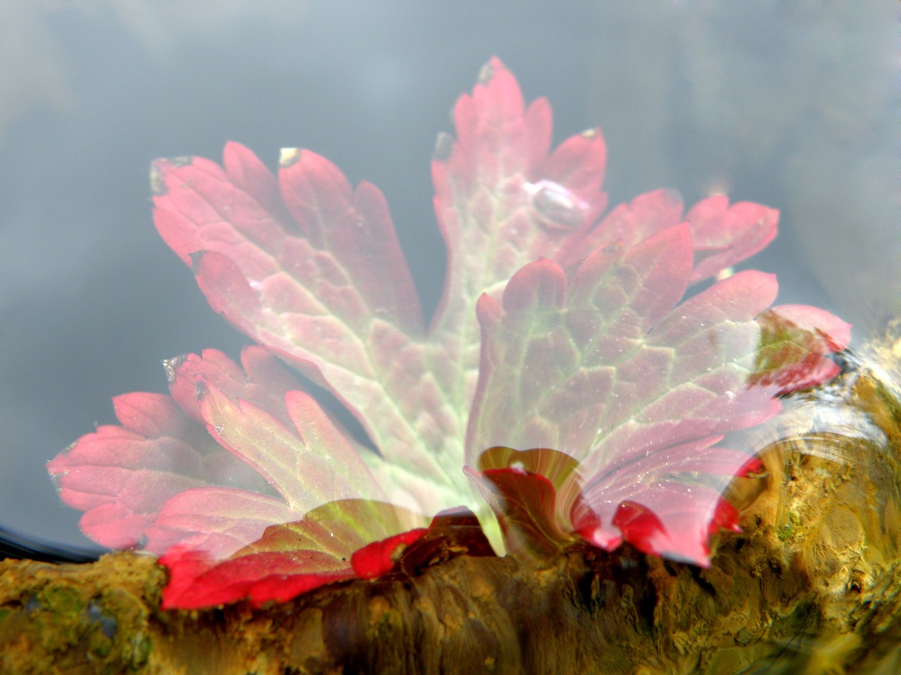 Image - autumn foliage water plant water