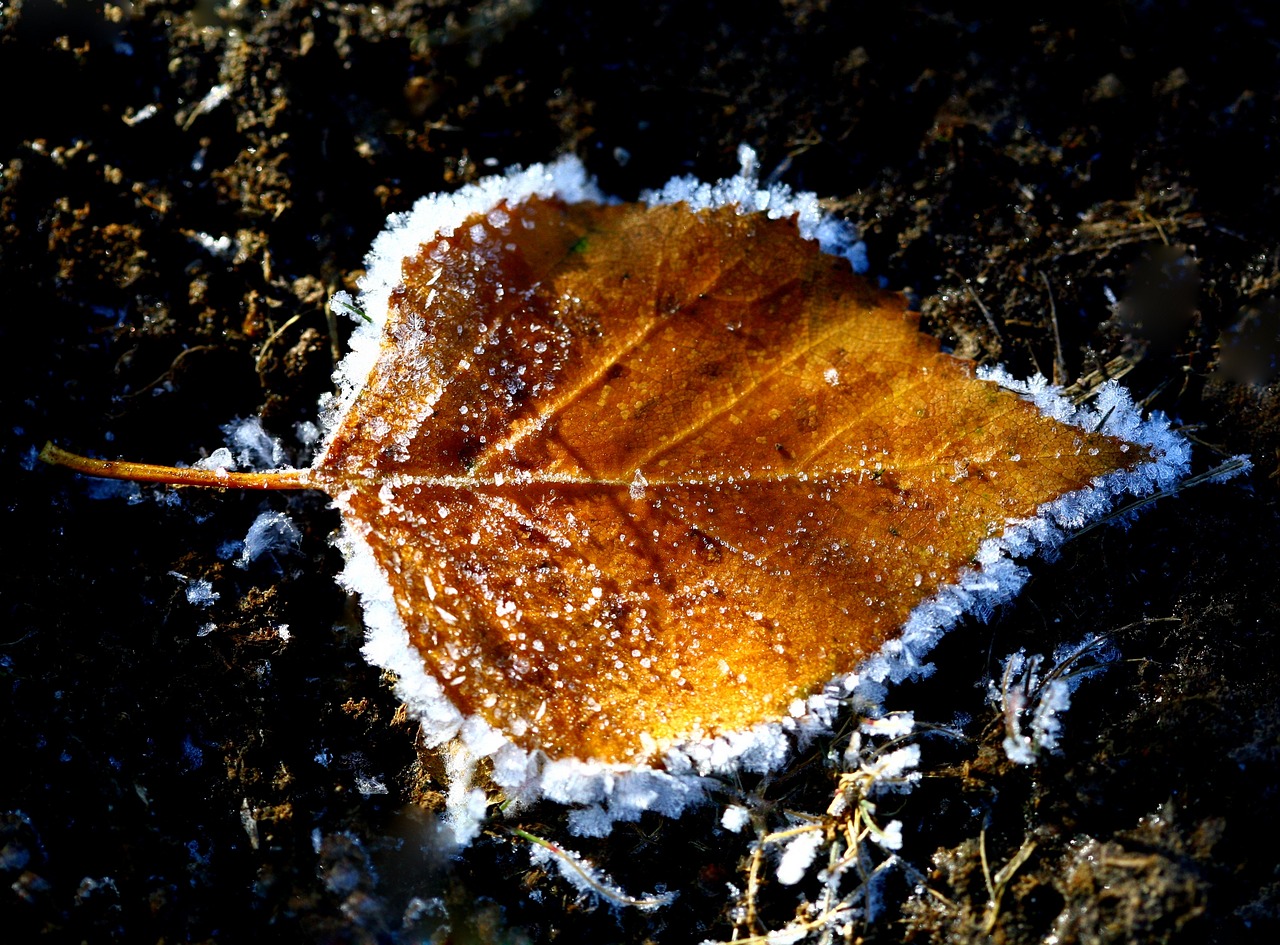 Image - autumn the first frost leann