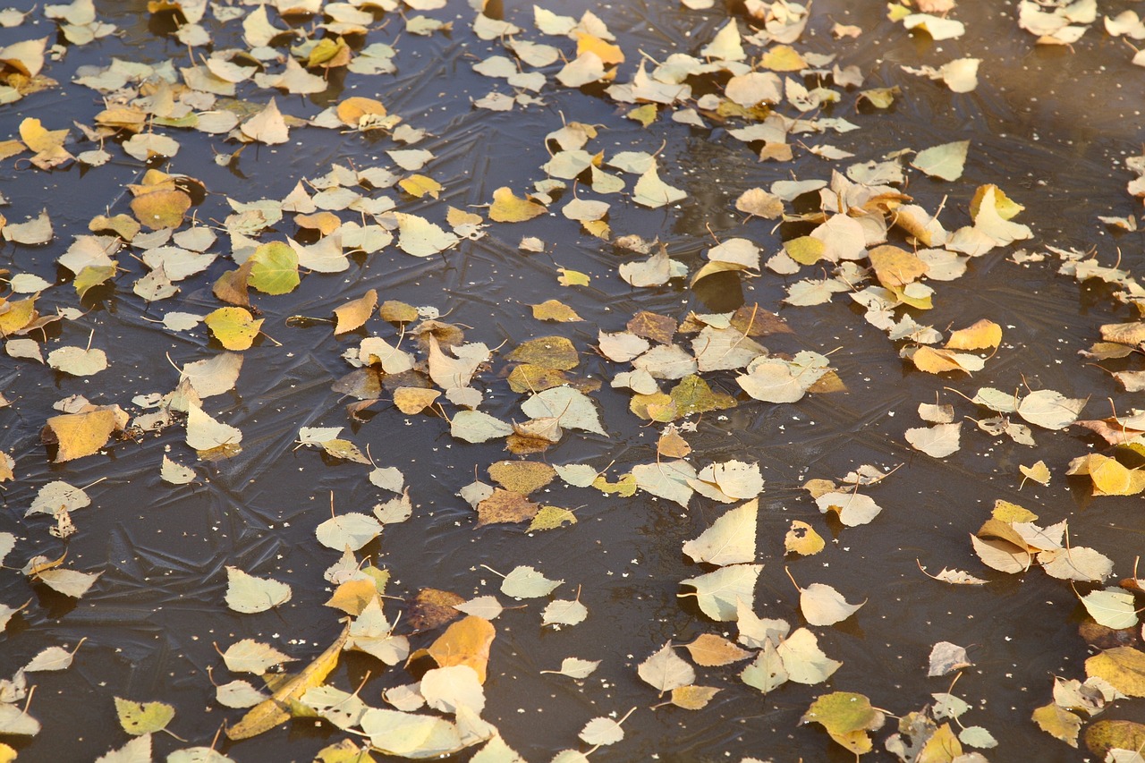 Image - autumn foliage water floating leaves