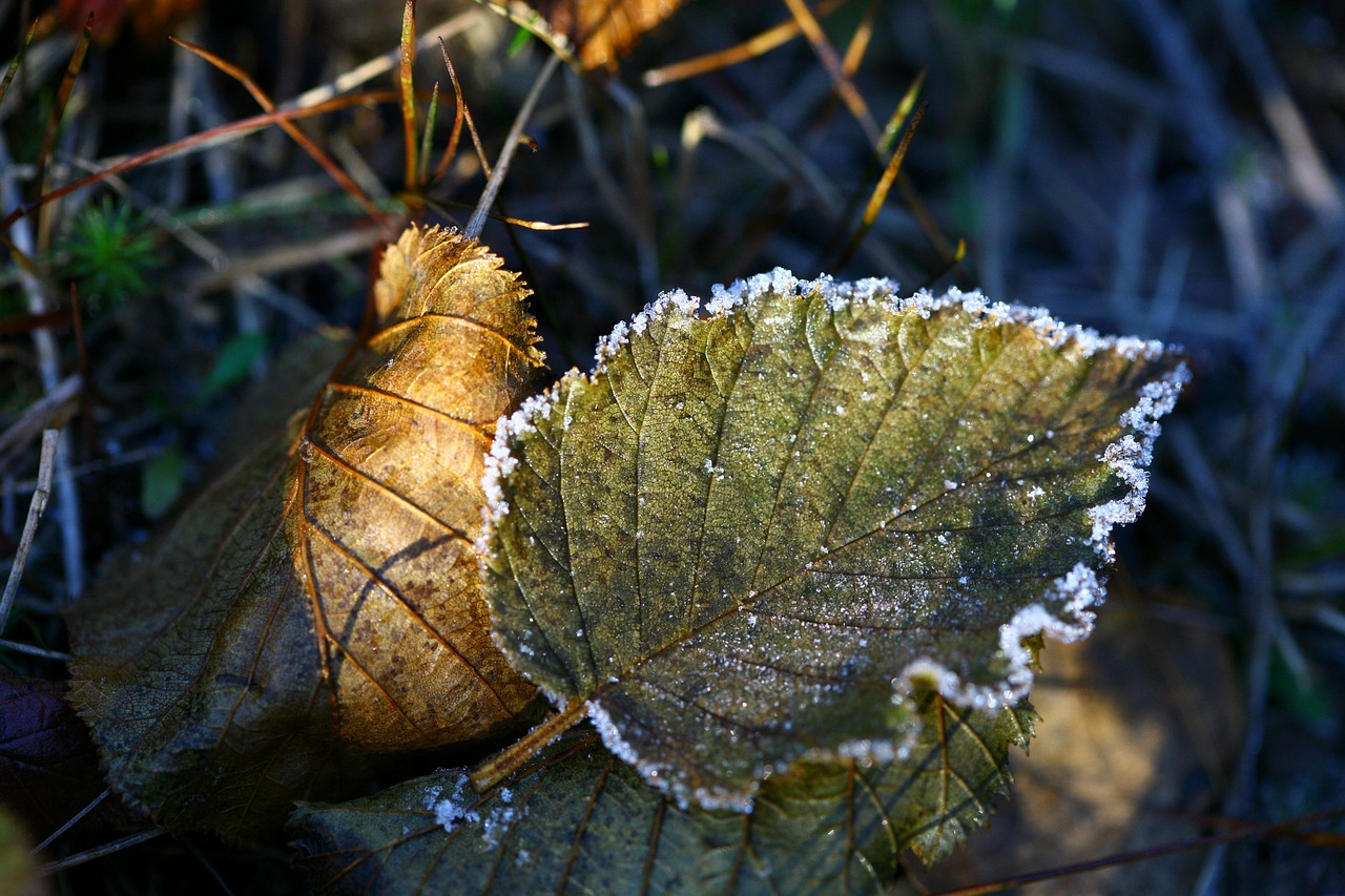 Image - autumn the first frost leann