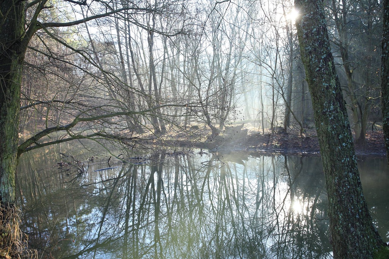 Image - river trees autumn water forest