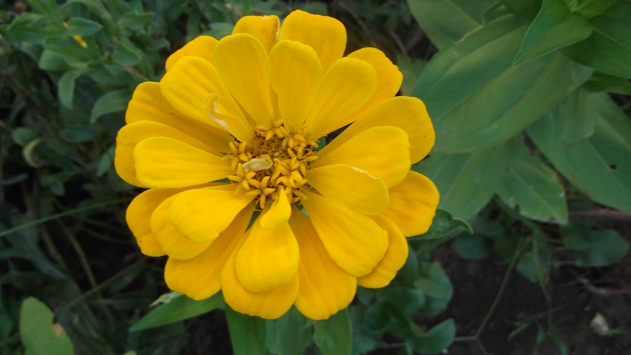 Image - merchant louis flower macro 2017