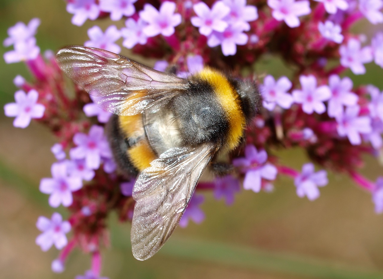 Image - flower hover fly insect