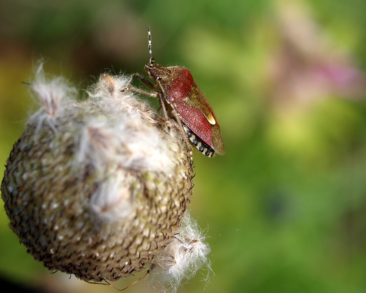 Image - shield bug insect nature