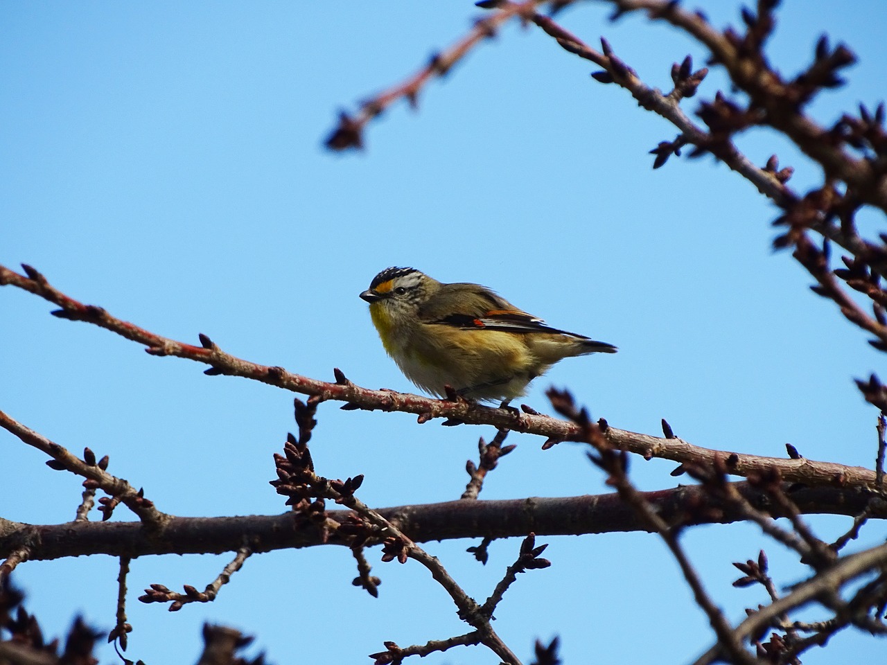 Image - bird spotted pardalote