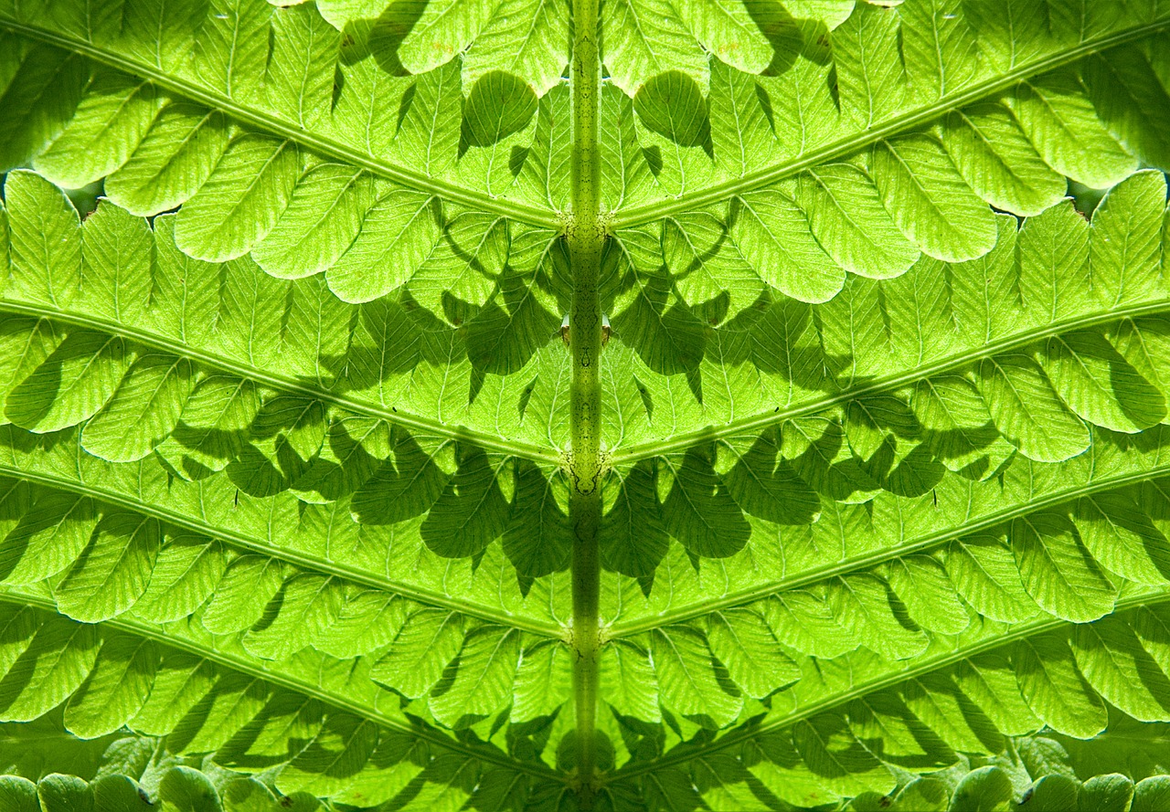 Image - fern forest plant green leaves