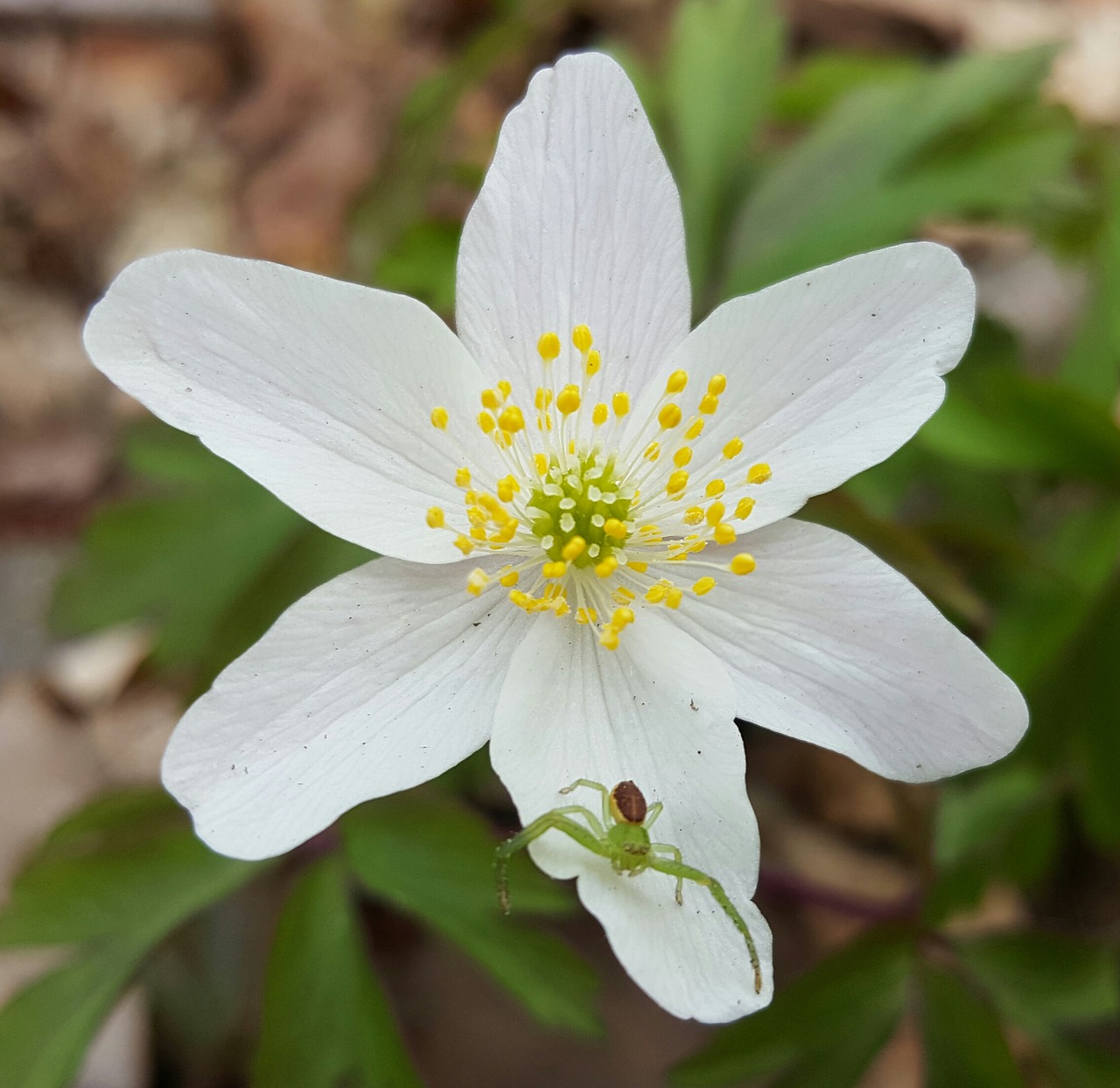 Image - flower spider white flower nature