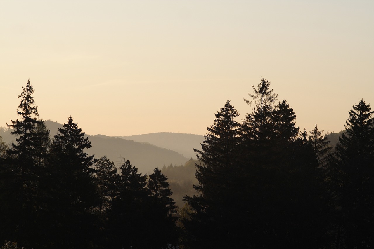 Image - forest landscape mood scenic